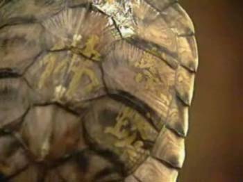 奇!捕鱼人巧遇36年前的放生龟