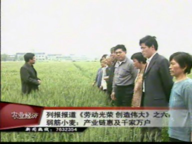 弱筋小麦:产业链惠及千家万户