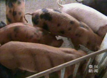 建设清洁家园 生猪养进小区