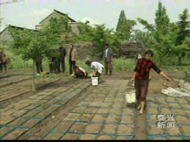 插秧合作社让秧苗成为商品