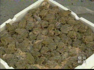 五万只青蛙死里逃生