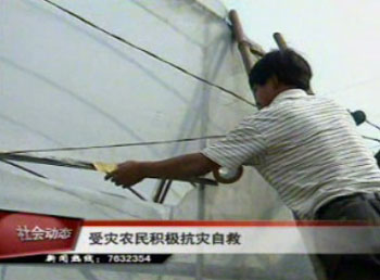 大风袭击本市 农民积极自救