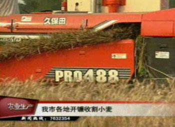 我市各地开镰收割小麦
