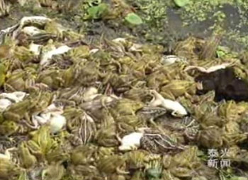 两千只青蛙劫后余生