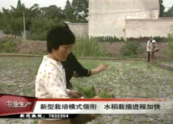 采用新型栽培模式 水稻栽插进度加快