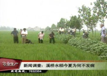 溪桥水稻今夏为何不发病