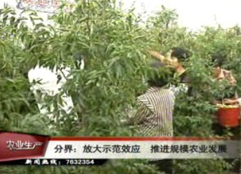 分界镇放大示范效应 推进规模农业发展