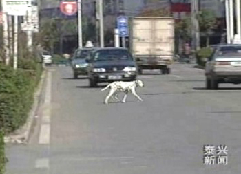 养狗成患 市民受扰