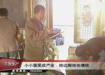 小小菠菜成产业 拾边隙地也增收