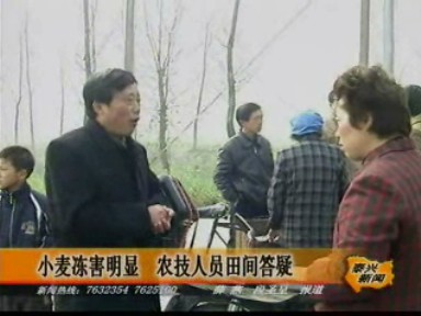 小麦冻害明显 农技人员田间答疑