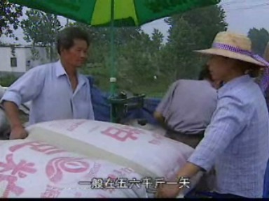 夏粮丰收 粮食经纪人活跃乡间