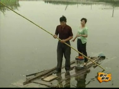 龙虾育种第一人