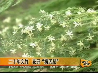 二十年文竹花开满天星_泰兴新闻_泰兴网