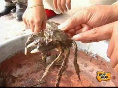 河塘套养螃蟹 形成规模效益