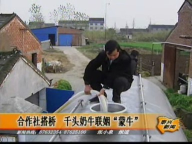 合作社搭桥 千头奶牛联姻“蒙牛”