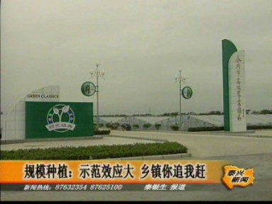 规模种植:示范效应大 乡镇你追我赶