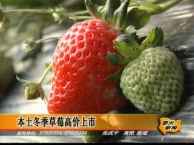 本土冬季草莓高价上市