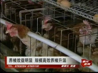 养殖效益明显 规模高效养殖升温