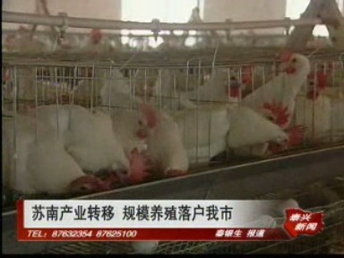 苏南产业转移 规模养殖落户我市