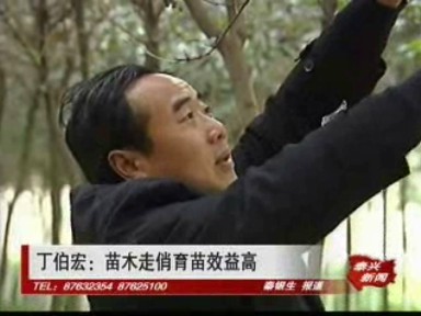 丁伯宏:苗木走俏育苗效益高