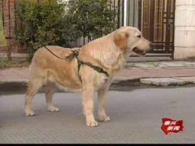 宠物伤人时常发生 规范管理呼之欲出