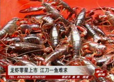 龙虾零星上市 江刀一鱼难求