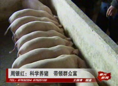 周银红:科学养猪 带领群众富