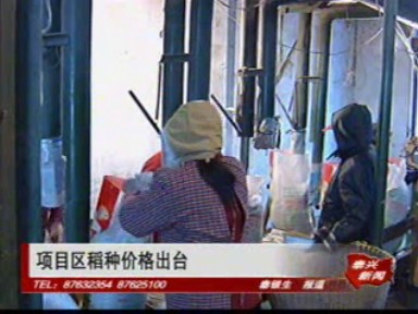 项目区稻种价格出台