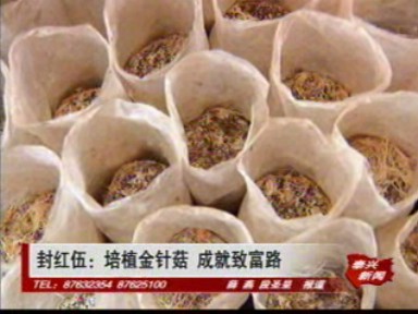 封红伍:培植金针菇 成就致富路
