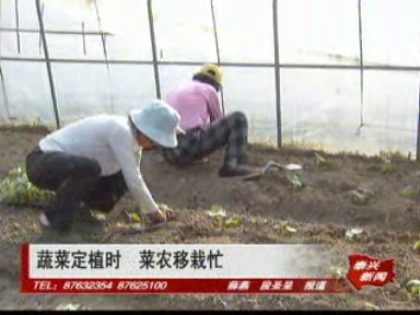 蔬菜定植时 菜农移栽忙