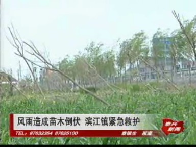 风雨造成苗木倒伏 滨江镇紧急救护