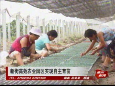 新街高效农业园区实现自主育苗