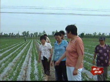 记者观察:发展规模高效农业 低投入也能高产出