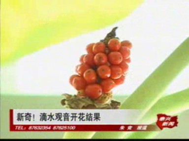 滴水观音开花结果