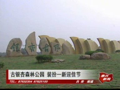 古银杏森林公园装扮一新迎佳节