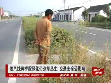 姜八线黄桥段绿化带杂草丛生 交通安全受影响