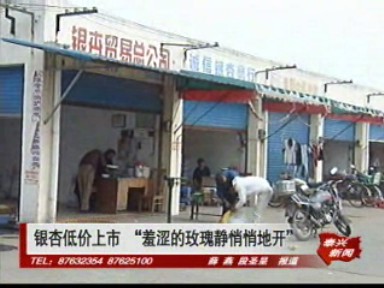 银杏低价上市 “羞涩的玫瑰静悄悄地开”