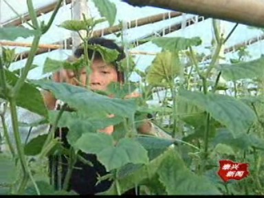 河失镇加快建设高效规模农业园区