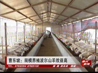 曹东坡:规模养殖波儿山羊效益高