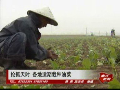 抢抓天时 各地适期栽种油菜