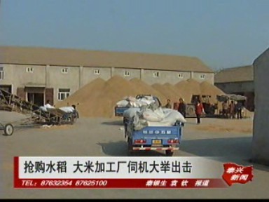 抢购水稻 大米加工厂伺机大举出击