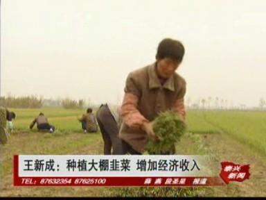 王新成:种植大棚韭菜 增加经济收入