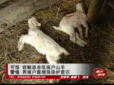 窃贼盗杀低保户山羊 养殖户需增强保护意识