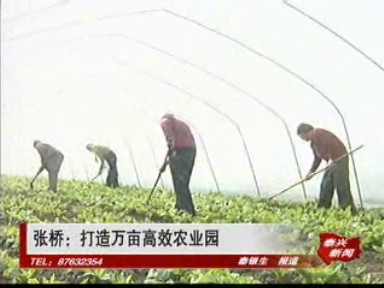 张桥:打造万亩高效农业园