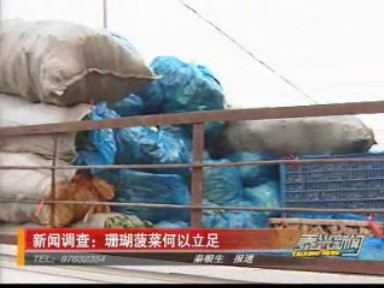 新闻调查:珊瑚菠菜何以立足