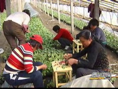 新街农业园区:大棚茄子嫁接忙