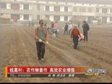 钱葛村:农作物套作 高效农业增值