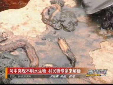 河中突现不明水生物 村民盼专家来解疑