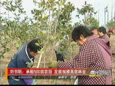 刘书明:承租500亩农田 发展规模高效林业