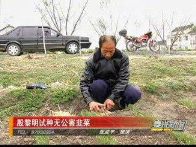 殷黎明试种无公害韭菜